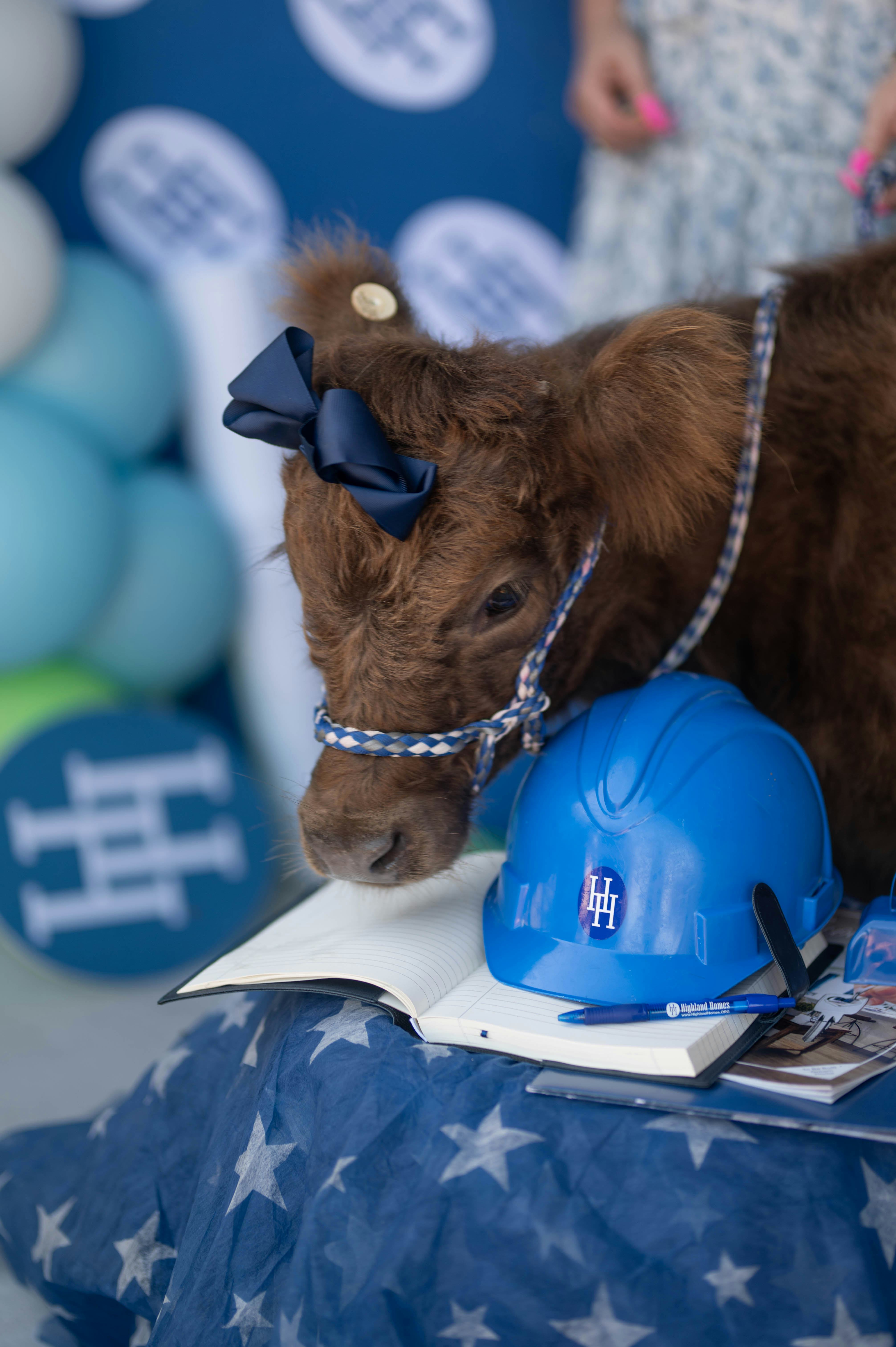 Hazel, the Highland Homes mascot